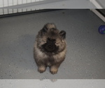 Small Photo #5 Keeshond Puppy For Sale in FAYETTEVILLE, TN, USA