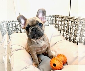 French Bulldog Puppy for sale in TAMPA, FL, USA
