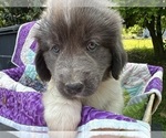 Small Photo #13 Newfoundland Puppy For Sale in JACKSON, NJ, USA