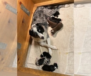 Mother of the Australian Shepherd puppies born on 10/09/2022