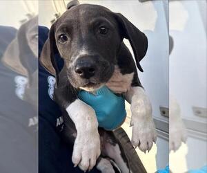 American Staffordshire Terrier-Unknown Mix Dogs for adoption in San Antonio, TX, USA