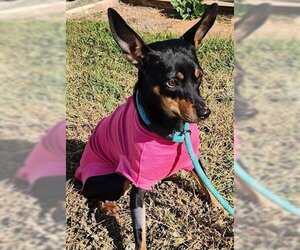 Miniature Pinscher Dogs for adoption in Newfoundland, PA, USA