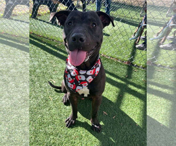 Medium Photo #7 American Staffordshire Terrier-Unknown Mix Puppy For Sale in Shermans Dale, PA, USA