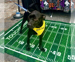 Labrador Retriever-Unknown Mix Dogs for adoption in McDonough, GA, USA