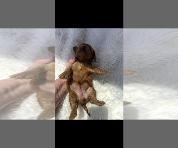 Medium Photo #4 Cavapoo (Toy) Puppy For Sale in NILES, MI, USA