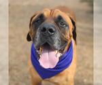Small Mastiff