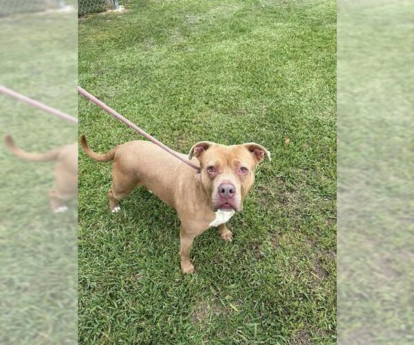 Medium Photo #3 American Pit Bull Terrier-Unknown Mix Puppy For Sale in Pasadena, TX, USA