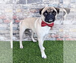 Perry - Male Pug-Unknown Mix Dog for Adoption - Small photo