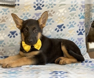 German Shepherd Dog Puppy for sale in LANCASTER, PA, USA