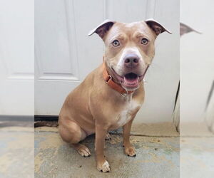 American Pit Bull Terrier-Unknown Mix Dogs for adoption in Lake City, MI, USA