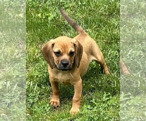 Cavapoo Puppy for sale in ELKTON, VA, USA
