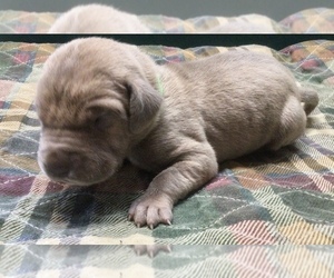 Great Dane Puppy for sale in BANGOR, WI, USA