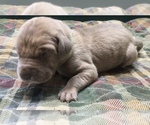 Image preview for Ad Listing. Nickname: Lilac Brindle