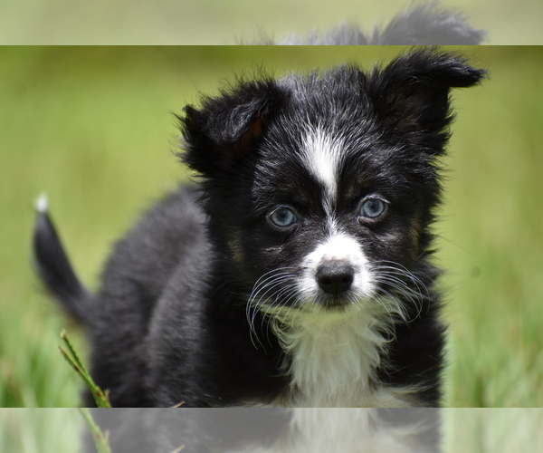 Medium Photo #2 Miniature Australian Shepherd Puppy For Sale in PALM COAST, FL, USA