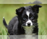 Small #1 Miniature Australian Shepherd