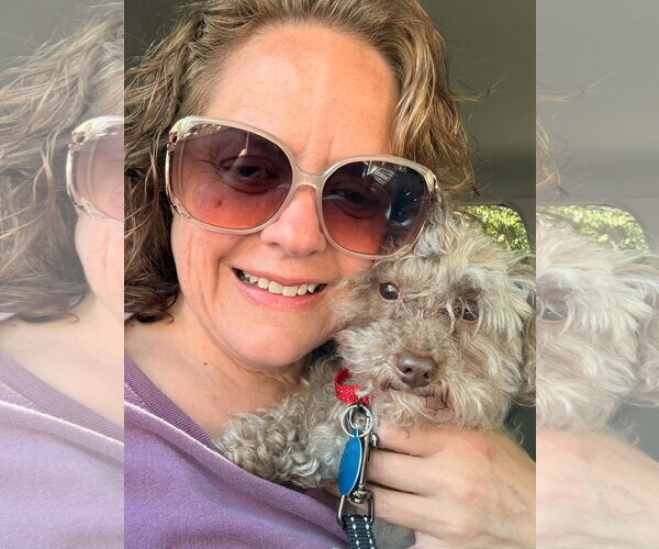 Medium Photo #2 Poodle (Toy) Puppy For Sale in Arlington, VA, USA