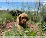 Small Photo #4 Golden Labrador Puppy For Sale in PEYTON, CO, USA