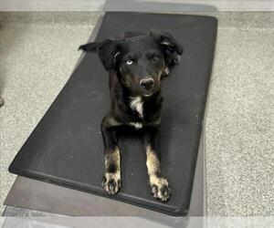 Border Collie-Unknown Mix Dogs for adoption in Fort Collins, CO, USA