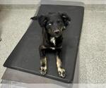 Small Border Collie Mix