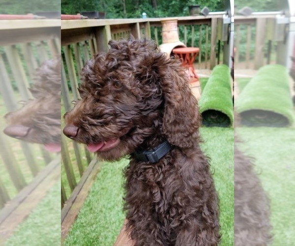 Medium Photo #3 Poodle (Standard) Puppy For Sale in ANDERSON, SC, USA
