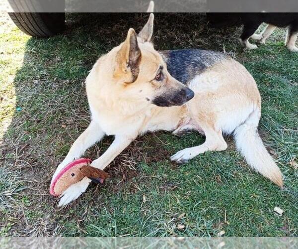 Medium Photo #18 German Shepherd Dog Puppy For Sale in BEDFORD, IN, USA