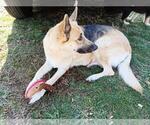 Small Photo #18 German Shepherd Dog Puppy For Sale in BEDFORD, IN, USA