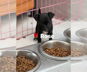 Cairn Terrier-Unknown Mix Dogs for adoption in Turlock, CA, USA