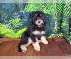 Goldendoodle-Poodle (Standard) Mix Puppy for Sale in PEYTON, Colorado USA