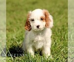 Small #2 Cavapoo