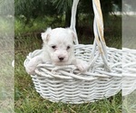 Small #2 Maltese