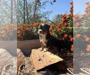 Medium Miniature Australian Shepherd