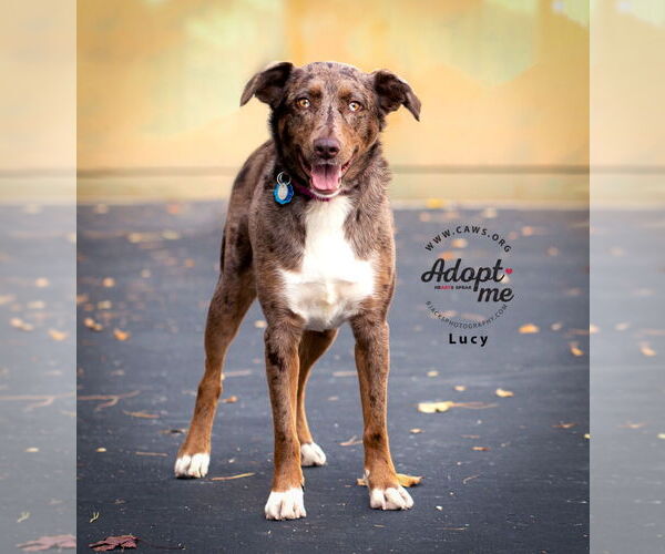 Medium Photo #5 Catahoula Leopard Dog-Unknown Mix Puppy For Sale in Salt Lake City, UT, USA