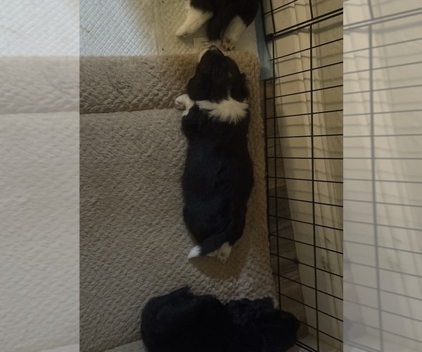 Medium Photo #9 Goldendoodle-Pembroke Welsh Corgi Mix Puppy For Sale in CRESCENT CITY, CA, USA