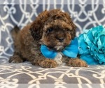Small Photo #2 Havashu-Poodle (Miniature) Mix Puppy For Sale in LAKELAND, FL, USA