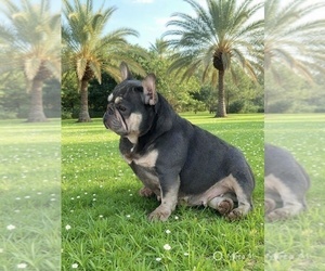 Mother of the French Bulldog puppies born on 02/17/2026