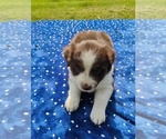 Small #4 Miniature American Shepherd