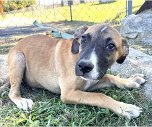 Mutt Dogs for adoption in Tarrytown, GA, USA