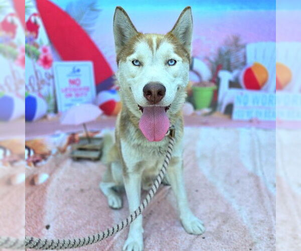 Medium Photo #1 Siberian Husky Puppy For Sale in Long Beach, CA, USA