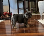 Puppy Yogi Bear French Bulldog