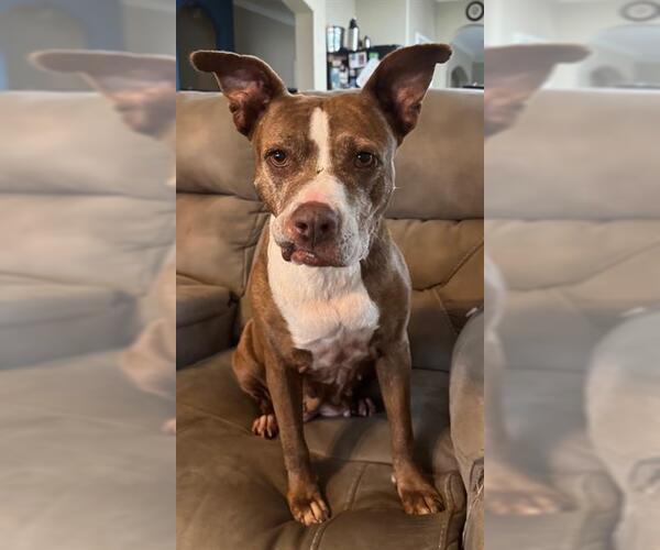 Medium Photo #2 Labrador Retriever Puppy For Sale in Rosenberg, TX, USA