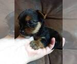 Small Photo #1 Yorkshire Terrier Puppy For Sale in SEYMOUR, IN, USA