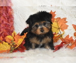 Small #3 Yorkshire Terrier