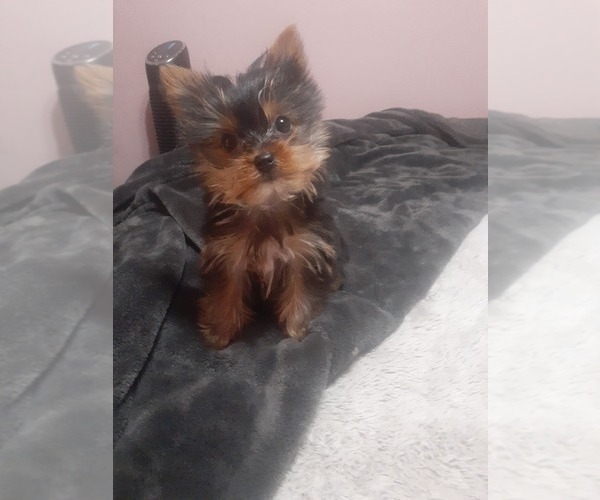 Medium Photo #1 Yorkshire Terrier Puppy For Sale in DINUBA, CA, USA