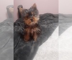 Small Photo #1 Yorkshire Terrier Puppy For Sale in DINUBA, CA, USA