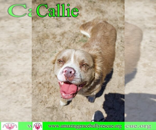 Medium Photo #8 Bulldog Puppy For Sale in Pensacola, FL, USA