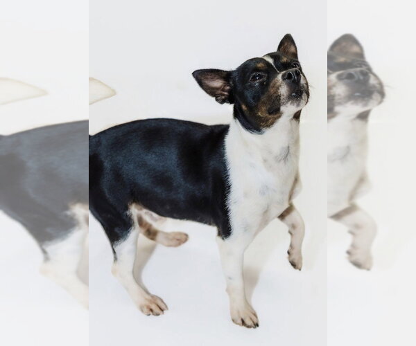 Medium Photo #2 Jack Chi Puppy For Sale in York, SC, USA