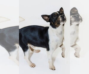 Prue - Male Jack Chi Dog for Adoption - Photo #2