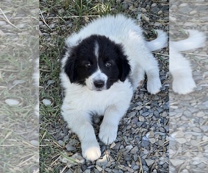 Karakachan Puppy for sale in SALMON, ID, USA