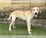 Small #5 Collie-Labrador Retriever Mix