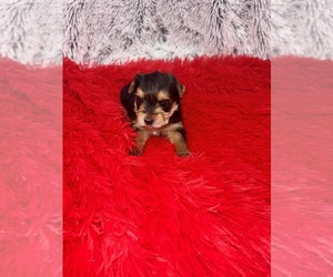 Yorkshire Terrier Puppy for sale in SANDY HOOK, KY, USA